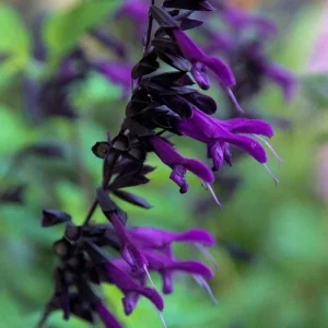 Purple Black Salvia Seeds – 50 Perennial Flower Seeds for Hummingbirds - Image 11