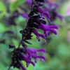 Purple Black Salvia Seeds – 50 Perennial Flower Seeds for Hummingbirds - Image 1