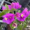Purple Bougainvillea Live Plant – 20 inch Tall Bush Shrub Vine, Outdoor - Image 1