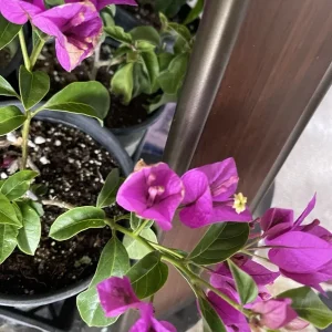 Purple Bougainvillea Live Plant – 20 inch Tall Bush Shrub Vine, Outdoor - Image 2
