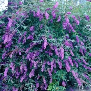 Purple Butterfly Bush Live Plant Unrooted Cuttings - Buddleja Davidii 6 inch - Image 2