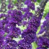 Purple Butterfly Bush Live Plant Unrooted Cuttings - Buddleja Davidii 6 inch - Image 1