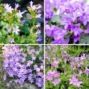 Purple Campanula Plant Plug - Live Bellflower Starter Plant - Image 2