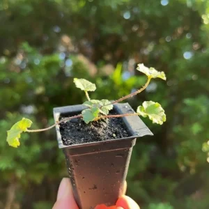 Purple Campanula Plant Plug - Live Bellflower Starter Plant - Image 3