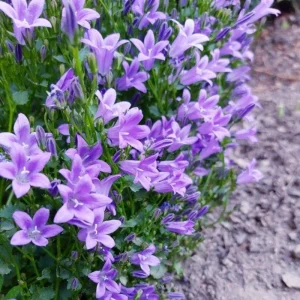 Purple Campanula Plant Plug - Live Bellflower Starter Plant - Image 4