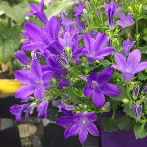 Purple Campanula Plant Plug - Live Bellflower Starter Plant - Image 5