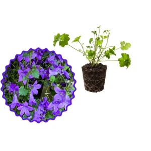 Purple Campanula Plant Plug - Live Bellflower Starter Plant - Image 6