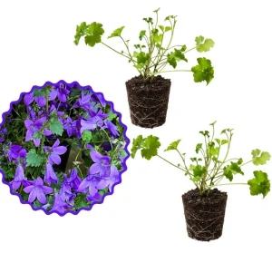 Purple Campanula Plant Plug - Live Bellflower Starter Plant - Image 7