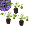 Purple Campanula Plant Plug - Live Bellflower Starter Plant - Image 1