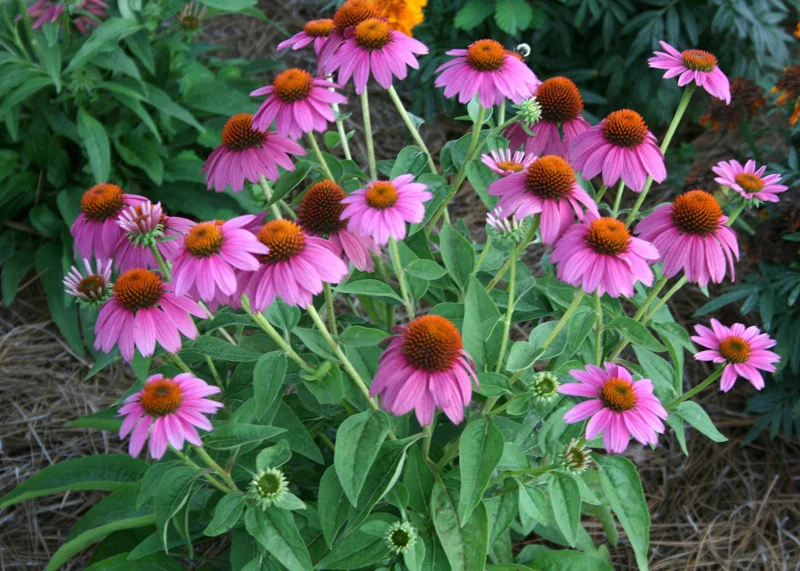 Purple Coneflower Live Plant – Echinacea purpurea – 1 Gallon – Outdoor Perennial - Image 2