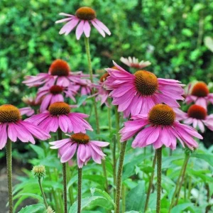 Purple Coneflower Live Plant – Echinacea purpurea – 4in Nursery Pot – Outdoor - Image 1