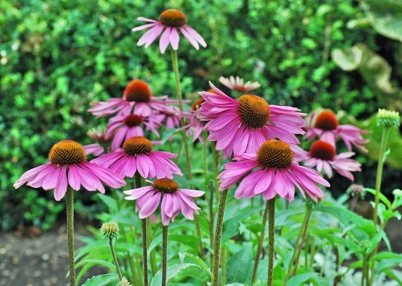 Purple Coneflower Live Plant – Echinacea purpurea – 4in Nursery Pot – Outdoor - Image 1