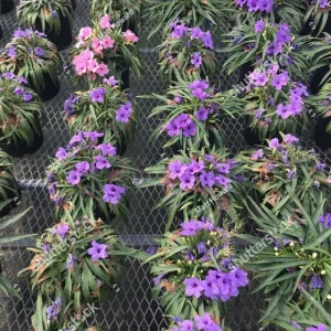 Purple Dwarf Mexican Petunia Katie Ruellia Live Plant – Perennial Ground Cover – 1 Gallon Pot - Image 2