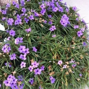 Purple Dwarf Mexican Petunia Katie Ruellia Live Plant – Perennial Ground Cover – 1 Gallon Pot - Image 3