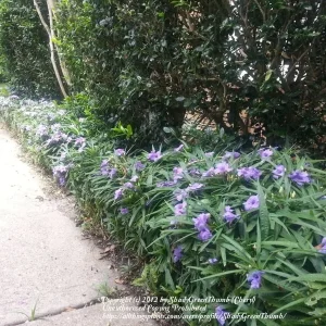 Purple Dwarf Mexican Petunia Katie Ruellia Live Plant – Perennial Ground Cover – 1 Gallon Pot - Image 4