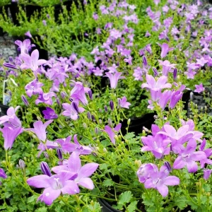 Purple Fan-Shaped Leaves Perennial Plant – Live Plug Plant for Garden Patio - Image 2