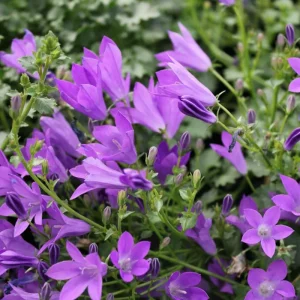 Purple Fan-Shaped Leaves Perennial Plant – Live Plug Plant for Garden Patio - Image 4