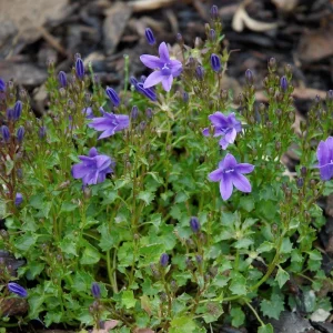 Purple Fan-Shaped Leaves Perennial Plant – Live Plug Plant for Garden Patio - Image 5