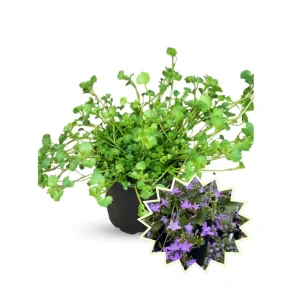 Purple Fan-Shaped Leaves Perennial Plant – Live Plug Plant for Garden Patio - Image 1