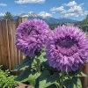 Purple Giant Teddy Bear Sunflower Seeds - 50 Seeds for Planting Outdoor Garden - Image 1