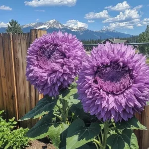 Purple Giant Teddy Bear Sunflower Seeds - 50 Seeds for Planting Outdoor Garden - Image 1