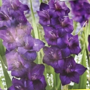 Purple Gladiolus Flower Bulbs - 8 Pack - Tall Sword Lily for Spring Blooms - Image 2