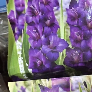 Purple Gladiolus Flower Bulbs - 8 Pack - Tall Sword Lily for Spring Blooms - Image 3