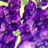 Purple Gladiolus Flower Bulbs - 8 Pack - Tall Sword Lily for Spring Blooms - Image 1