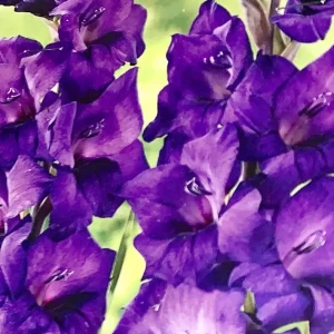 Purple Gladiolus Flower Bulbs - 8 Pack - Tall Sword Lily for Spring Blooms - Image 1