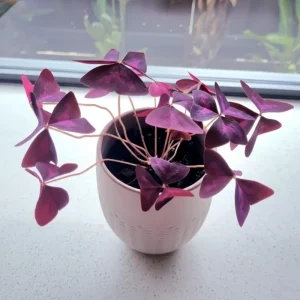 Purple Shamrock Live Plant, Oxalis Triangularis, 2-4 Inch, 2 Inch Pot, Indoor Houseplant - Image 2