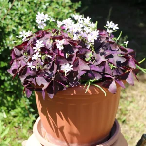 Purple Shamrock Live Plant, Oxalis Triangularis, 2-4 Inch, 2 Inch Pot, Indoor Houseplant - Image 3