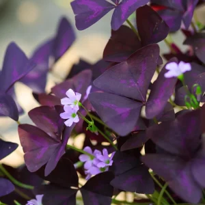 Purple Shamrock Live Plant, Oxalis Triangularis, 2-4 Inch, 2 Inch Pot, Indoor Houseplant - Image 4