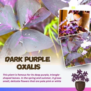 Purple Shamrock Live Plant, Oxalis Triangularis, 2-4 Inch, 2 Inch Pot, Indoor Houseplant - Image 5