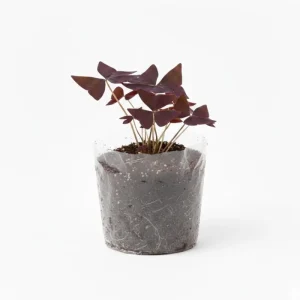 Purple Shamrock Live Plant, Oxalis Triangularis, 2-4 Inch, 2 Inch Pot, Indoor Houseplant - Image 7