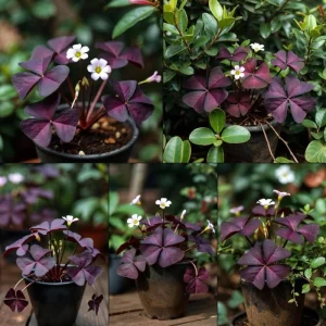 Purple Shamrock Live Plant, Oxalis Triangularis, 2-4 Inch, 2 Inch Pot, Indoor Houseplant - Image 8