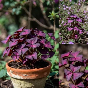 Purple Shamrock Live Plant, Oxalis Triangularis, 2-4 Inch, 2 Inch Pot, Indoor Houseplant - Image 9