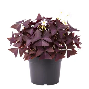 Purple Shamrock Live Plant, Oxalis Triangularis, 2-4 Inch, 2 Inch Pot, Indoor Houseplant - Image 1