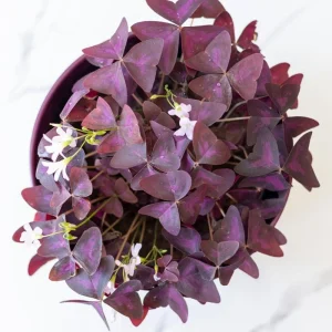 Purple Shamrock Plant Live - Oxalis Triangularis, Good Luck Plant, 3.5 Inch Pot - Image 2