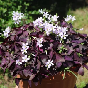 Purple Shamrock Plant Live - Oxalis Triangularis, Good Luck Plant, 3.5 Inch Pot - Image 3