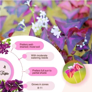 Purple Shamrock Plant Live - Oxalis Triangularis, Good Luck Plant, 3.5 Inch Pot - Image 4
