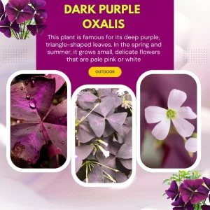 Purple Shamrock Plant Live - Oxalis Triangularis, Good Luck Plant, 3.5 Inch Pot - Image 5