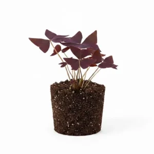 Purple Shamrock Plant Live - Oxalis Triangularis, Good Luck Plant, 3.5 Inch Pot - Image 6