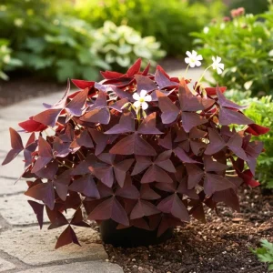Purple Shamrock Plant Live - Oxalis Triangularis, Good Luck Plant, 3.5 Inch Pot - Image 7