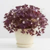 Purple Shamrock Plant Live - Oxalis Triangularis, Good Luck Plant, 3.5 Inch Pot - Image 1