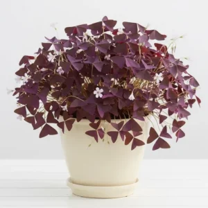 Purple Shamrock Plant Live - Oxalis Triangularis, Good Luck Plant, 3.5 Inch Pot - Image 1