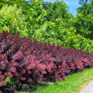Purple Smoke Tree Live Plant – Cotinus coggygria – 12-18 inch Seedling – Quart Pot – Outdoor Shrub - Image 10