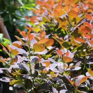 Purple Smoke Tree Live Plant – Cotinus coggygria – 12-18 inch Seedling – Quart Pot – Outdoor Shrub - Image 2