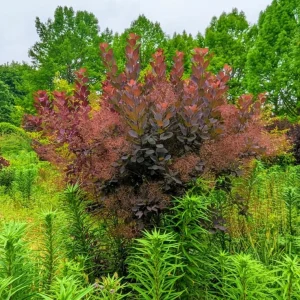 Purple Smoke Tree Live Plant – Cotinus coggygria – 12-18 inch Seedling – Quart Pot – Outdoor Shrub - Image 3