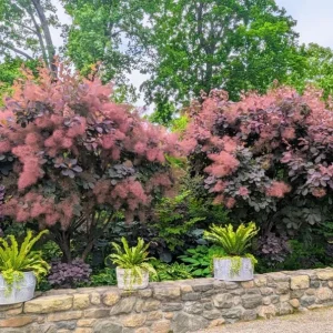 Purple Smoke Tree Live Plant – Cotinus coggygria – 12-18 inch Seedling – Quart Pot – Outdoor Shrub - Image 4