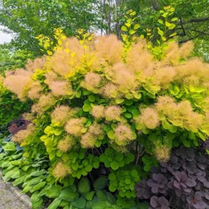 Purple Smoke Tree Live Plant – Cotinus coggygria – 12-18 inch Seedling – Quart Pot – Outdoor Shrub - Image 5